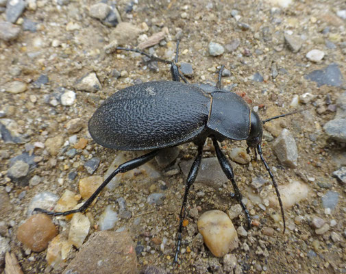 Carabus coriaceus - Lederschallebijter