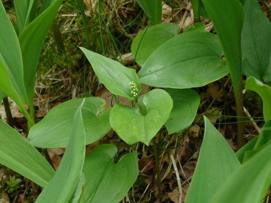 Maianthemum bifolium - Dalkruid