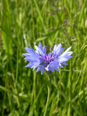 Centaurea cyanus - Korenbloem