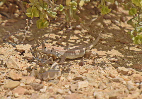 Bosk's franjeteenhagedis