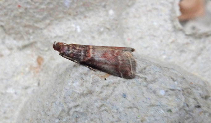 Acrobasis advenella - Mutsjeslichtmot