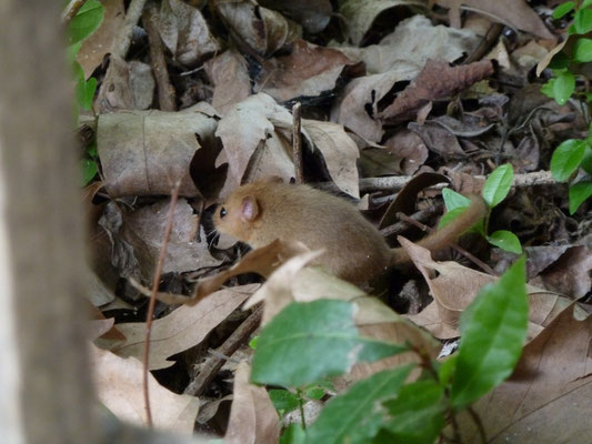 Muscardinus avellanarius (Hazelmuis)