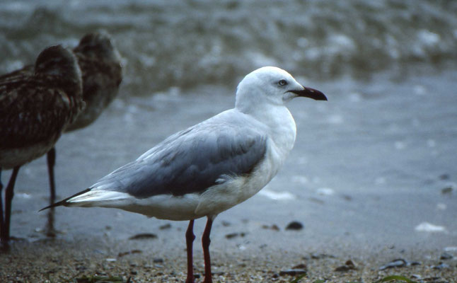 Silver Gull