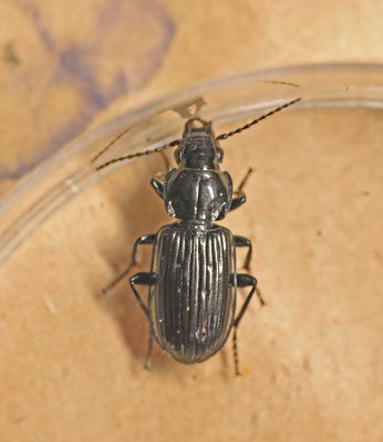 Pterostichus aterrimus - Veenzwartschild