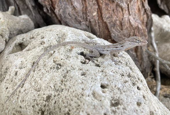 Anolis lineatus