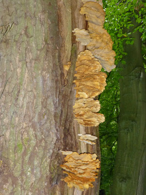 Laetiporus sulphureus - Zwavelzwam