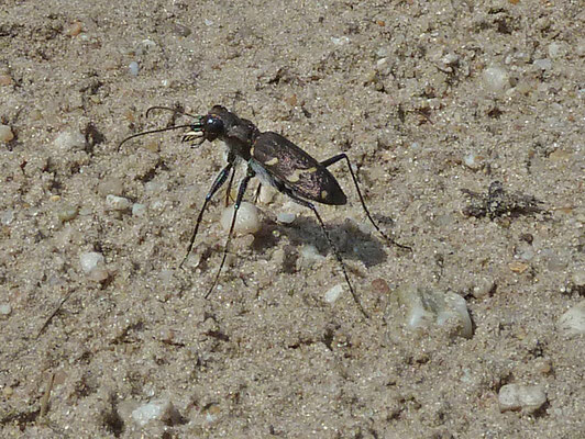Cicindela sylvestris - Boszandloopkever