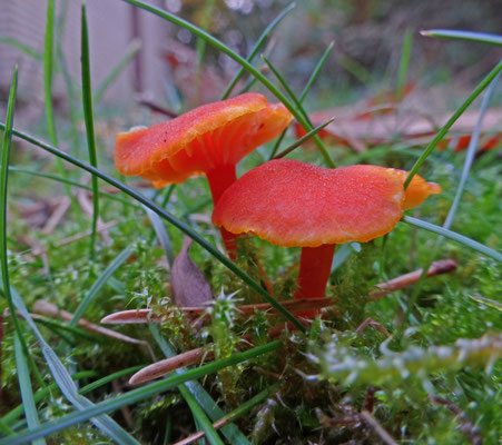 Hygrocybe miniata - Gewoon vuurzwammetje