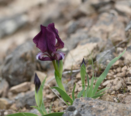 Iris suaveolens