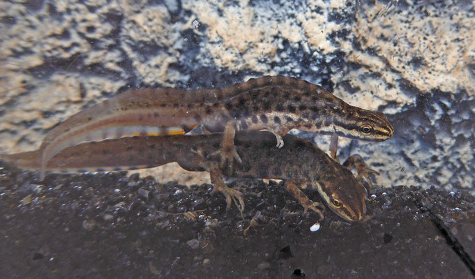 Lissotriton vulgaris vulgaris - Kleine watersalamander