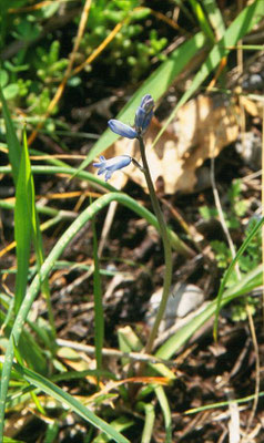 Brimeura amethystinus - Pyreeënhyacinth