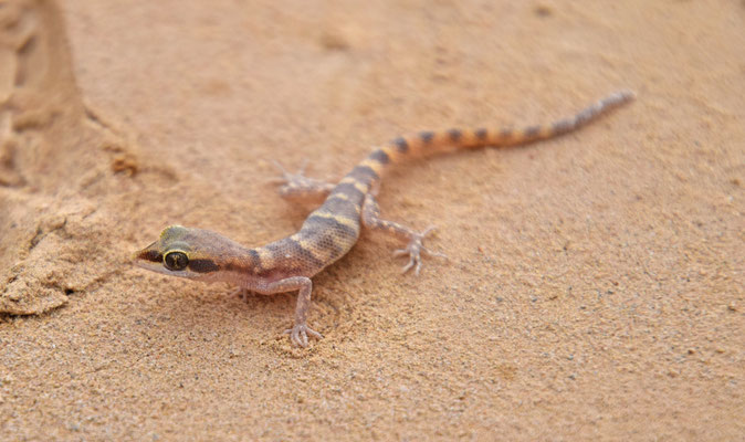 Tropicolotes nattereri