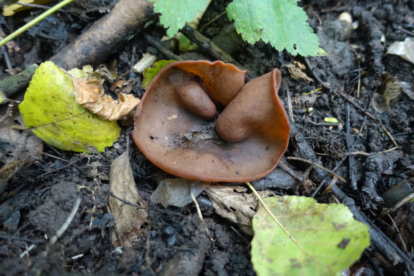 Peziza limnaea - Bruine modderbekerzwam