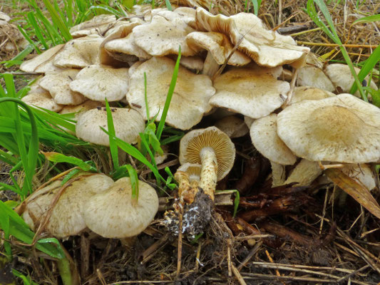Pholiota gummosa - Bleekgele bundelzwam