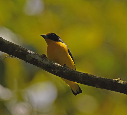 Violaceous Euphonia, male