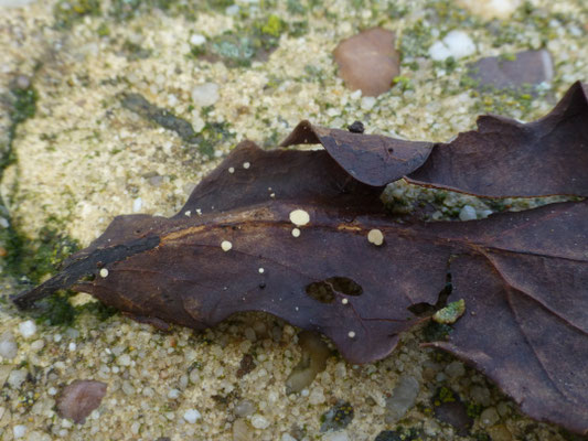 Hymenoscyphus ss. lato - vlieskelkjes en poederkelkjes