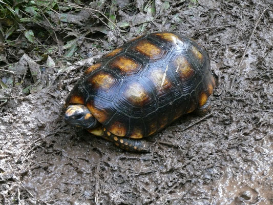 Chelonoidis denticulata - Yellow-footed Tortoise