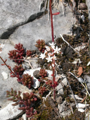 Sedum album - Wit vetkruid
