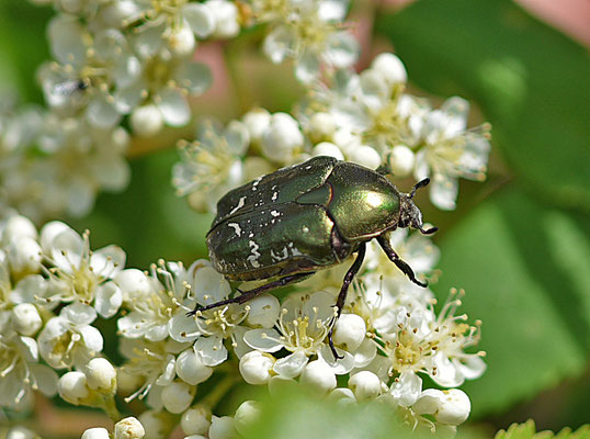 Gedeukte gouden tor - Protaetia metallica