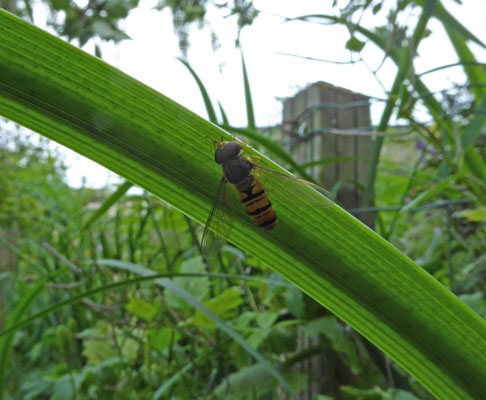 Episyrphus balteatus - Snorzweefvlieg