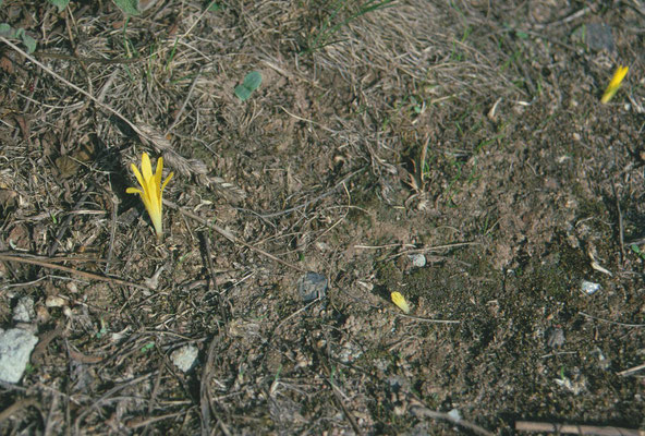 Sternbergia colchiciflora