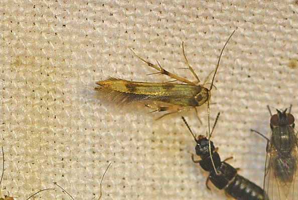 Stathmopoda pedella - Pootmot
