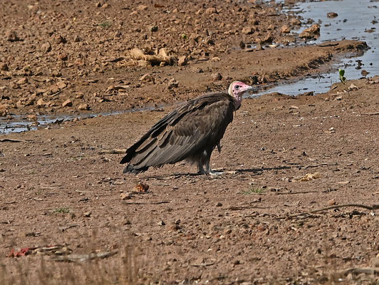 Necrosyrtes monachus - Hooded Vulture