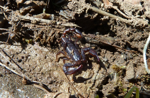 Euscorpius italicus/hadzii