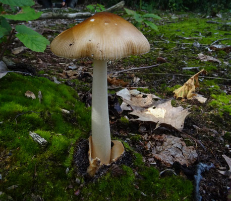 Roodbruine slanke amaniet