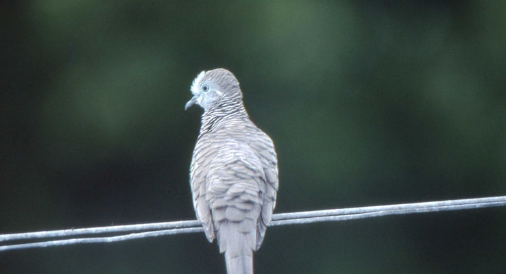 Peaceful Dove
