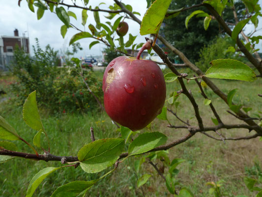 Malus sylvestris - Appelras