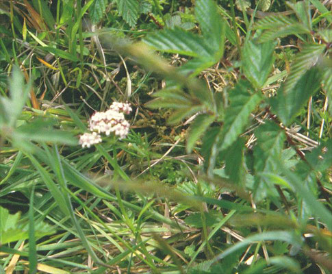 Valeriana dioica - Kleine valeriaan