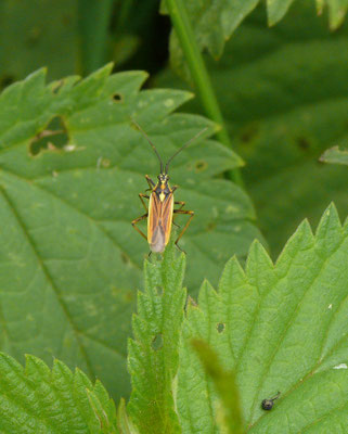 Leptoterna dolobrata - Grote bonte graswants