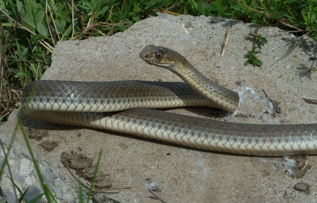 Malpolon insignitus