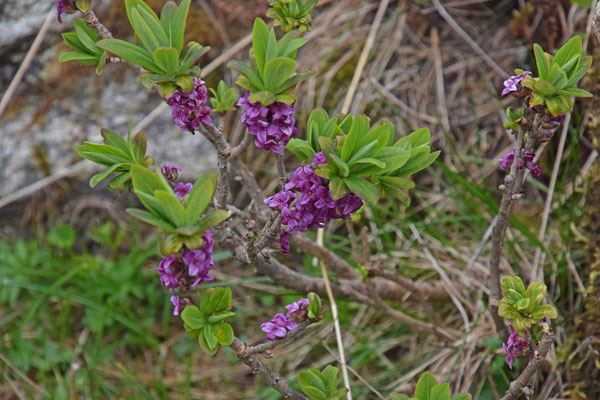 Rood peperboompje (Daphne mezereum)