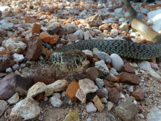 Hierophis gemonensis (Balkantoornslang)