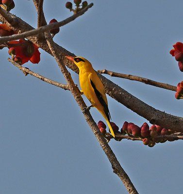 Oriolus auratus - African Golden-Oriole