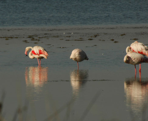 Europese flamingo
