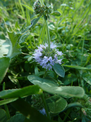 Mentha pulegium - Polei