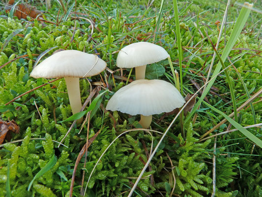 Hygrocybe virginea - Gewoon sneeuwzwammetje