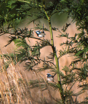 Variegated Fairy-wren