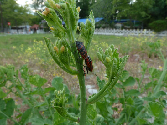 Eurydema ventrale
