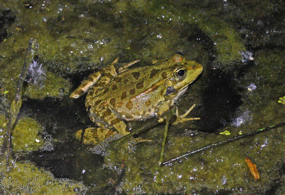 Pelophylax kurtmmuelleri