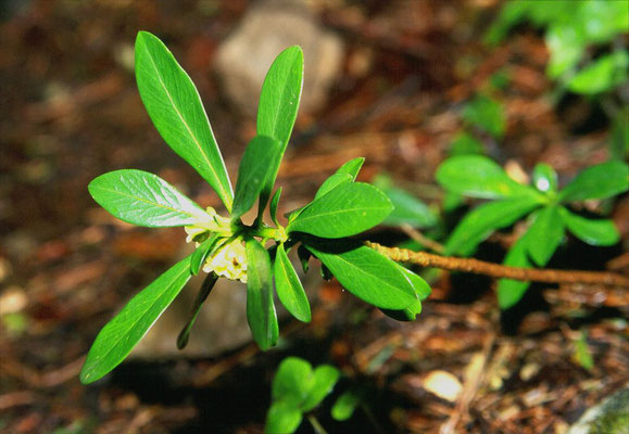 Daphne laureola - Zwart peperboompje