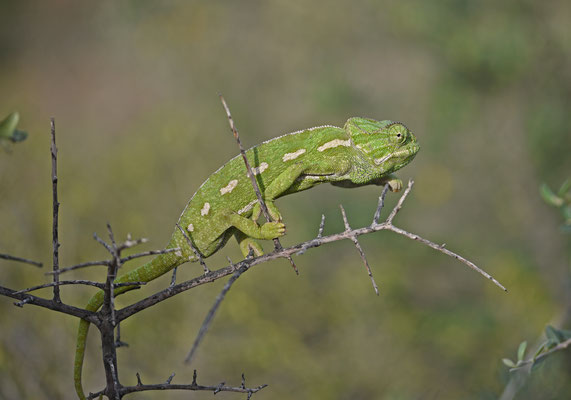 Mediterrane kameleon