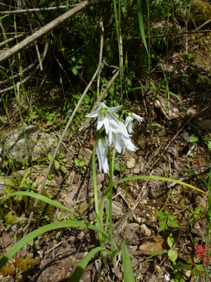 Ornithogalum nutans - Knikkende vogelmelk