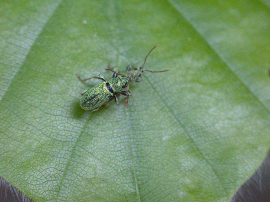 Phyllobius pomaceus - Groene bladsnuitkever