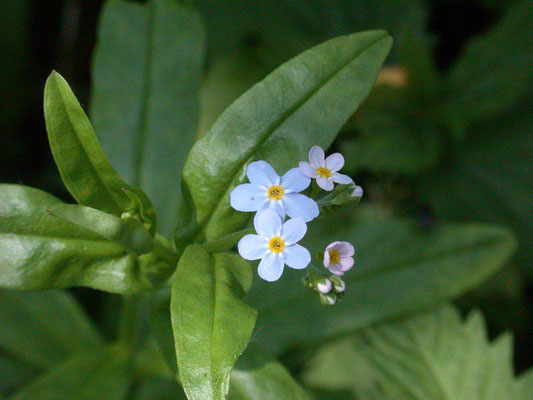 Myosotis palustris - Moerasvergeetmijnietje