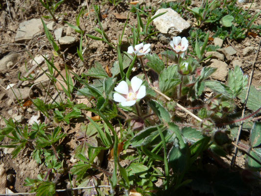 Potentilla sterilis - Aardbeiganzerik