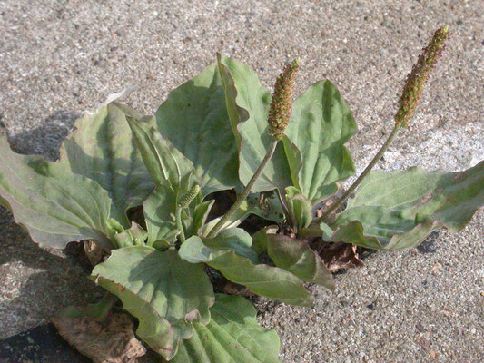 Plantago major major - Brede weegbree